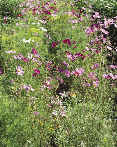 Photograph of a row of insectary plants in full bloom.